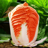 'Fire Phoenix' Hybrid Chinese Cabbage Seeds - Early Maturing, Orange-Red Heart, Low-Fiber Napa Cabbage, 60-Day Harvest