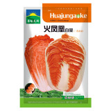 'Fire Phoenix' Hybrid Chinese Cabbage Seeds, Orange-Red Heart Autumn Vegetable, Premium Fall Harvest Napa Cabbage