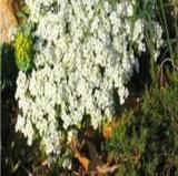 Rock Cress Creeping Thyme Ground Cover Seeds, White