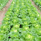 'Golden Egg Yolk' Chinese Cabbage Seeds - Early Harvest, Heat & Cold Resistant, Perfect for Autumn Planting