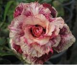 Adenium Obesum Seeds, Blood Red and Orange Double Flowers