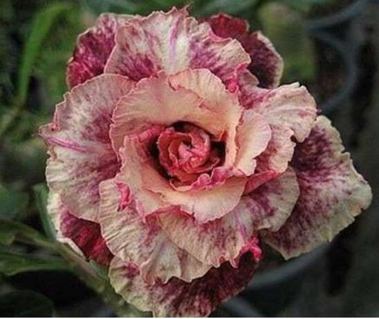 Adenium Obesum Seeds, Blood Red and Orange Double Flowers