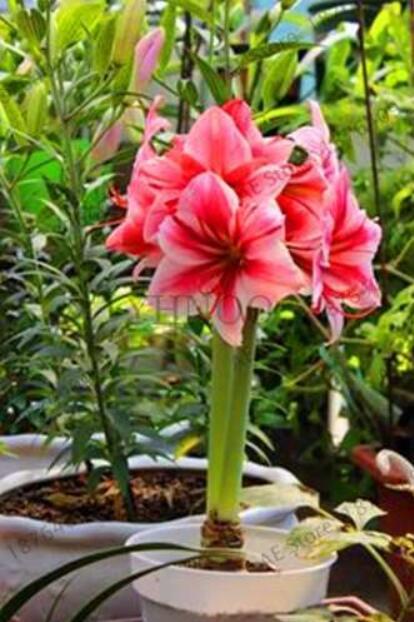 Double Petals Amaryllis Bulbs, Rose Red and Pink Flowers