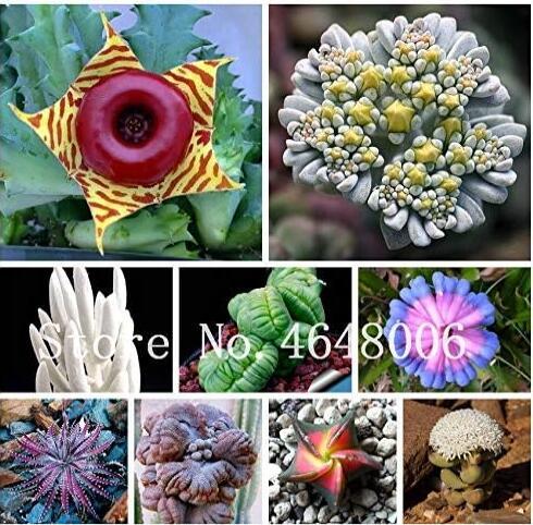 African Mixed Garden Cactus Succulent Seed