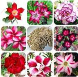 Desert Rose Garden Home Seeds, Mixed