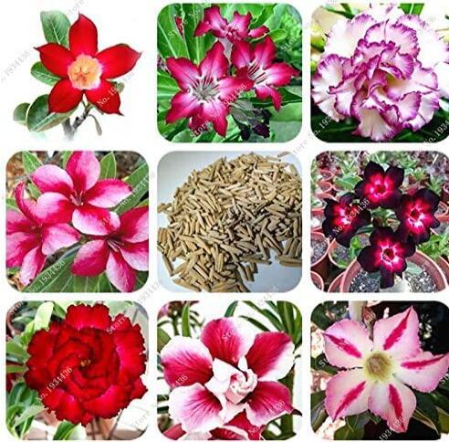 Desert Rose Garden Home Seeds, Mixed