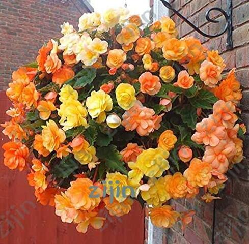 Begonia Flower Seed Acupuncture Coleus plants, Mixed