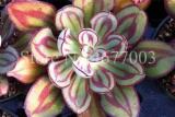 Aloe Cacti Agave Rare Succulent Plants Indoor Planta Agave-Americana Potted