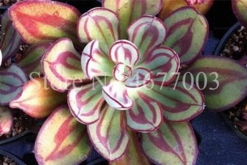 Aloe Cacti Agave Rare Succulent Plants Indoor Planta Agave-Americana Potted