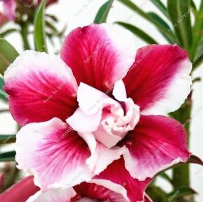 Desert Rose Seeds, Dark Red and White Semi-double Flowers