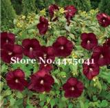 Gaint Hibiscus Rosa-Sinensis Perennial Flower Plant Seeds, Dark Red