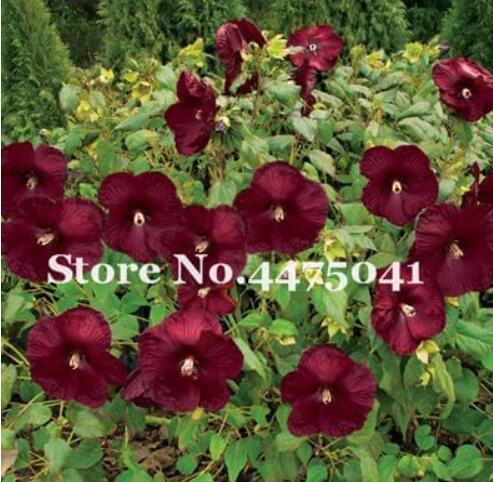 Gaint Hibiscus Rosa-Sinensis Perennial Flower Plant Seeds, Dark Red