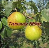 Four Seasons pear tree Seeds rare Seed health fruits pear