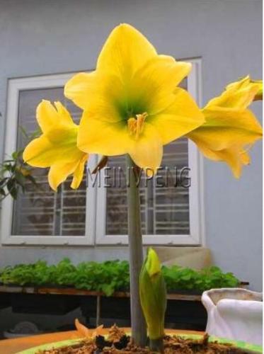 Amaryllis Bulb, Yellow Flowers