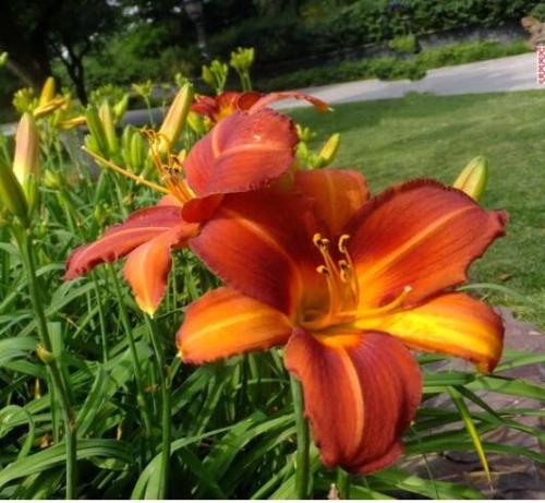 Fresh Real Hemerocallis middendorffii Daylily Seeds, Dark Red Flowers