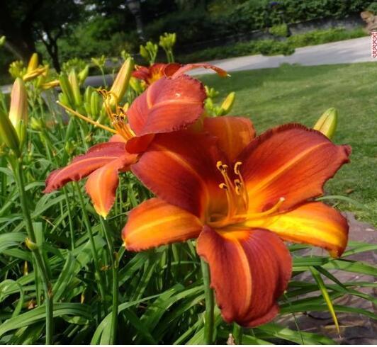 Fresh Real Hemerocallis middendorffii Daylily Seeds, Dark Red Flowers