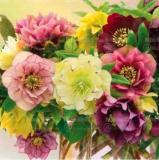 Helleborus Niger Seeds, Mixed Flowers