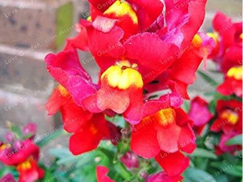 Multi-Color Antirrhinum Majus Seed,Common Snapdragon Perennial Flower
