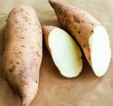 Sweet Potato Seed Delicious Purple Sweet Potato