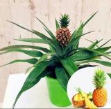 Thai Pineapple Ananas comosus Perennial Indoor Tropic Fruit Seeds