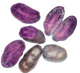 Potato Seed Rare China High-nutrition Purple Potato Seeds