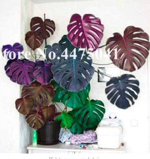 Rare Palm Turtle Leaves Monstera Seeds, Mixed Colorful