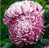 Chrysanthemum Seeds, Big Purple Double Blooms Flowers
