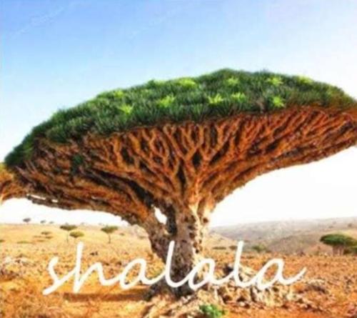 Dragon Blood Tree (Dracaena Sanderiana) Seeds Color 2