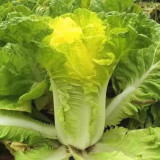 'Xiao Za 56' Early-Maturing Yellow Heart Chinese Cabbage, Heat-Resistant, Dense Planting, 55-Day Growth Period