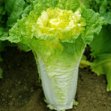 'Xiao Za 56' Early-Maturing Yellow Heart Chinese Cabbage, Heat-Resistant, Dense Planting, 55-Day Growth Period