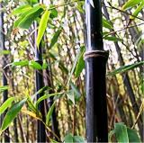 Rare Black Bamboo Beautiful Seed for Home Garden Household Items