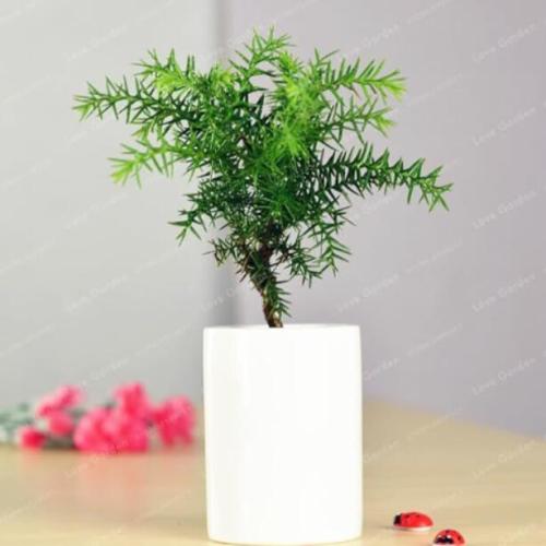 Rare Araucaria Heterophyll Seed Planting Is Simple Potted Balcony