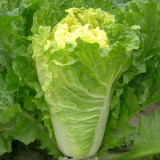 'Xiao Za 56' Fast-Growing Yellow Heart Chinese Cabbage, Ideal for Dense Planting, Heat-Resistant, Cylindrical Head