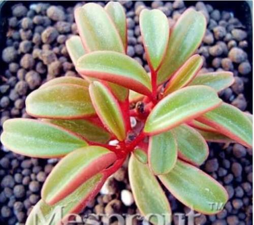 Rare Peperomia Claveolens, Potted Seeds