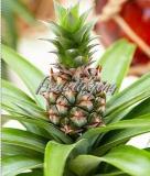 Pineapple Seed Juicy Delicious Fruit