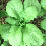 Chrysanthemum Seeds Large Chrysanthemum Vegetables