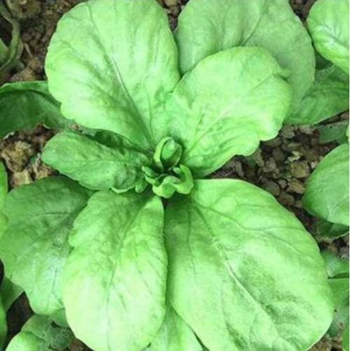 Chrysanthemum Seeds Large Chrysanthemum Vegetables