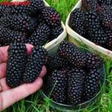 Black Mulberry plant Morus Nigra blabkberry Tree Organic Fruit Seeds