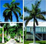 Cuban Royal Palm Flores Exotic Plant Seeds