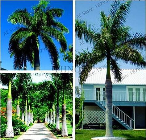 Cuban Royal Palm Flores Exotic Plant Seeds