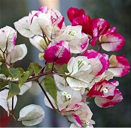 Bougainvillea Seed Colorful Bougainvillea Spectabilis Willd Plant Seeds