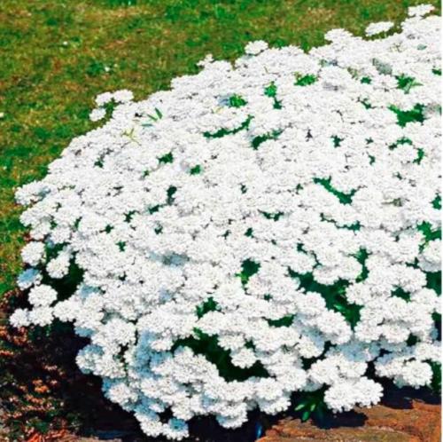 Creeping Thyme Seeds White Rock CRESS Flowers