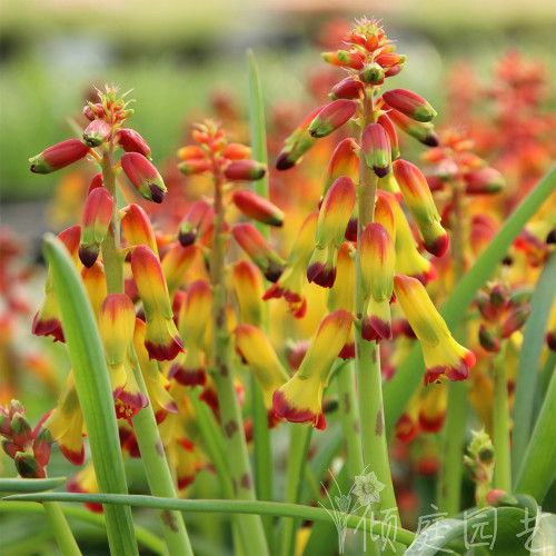 Lachenalia aloides var quadricolor, Pack of 2 Bulbs