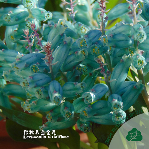 Lachenalia Viridiflora Bulbs, Pack of 2 Bulbs