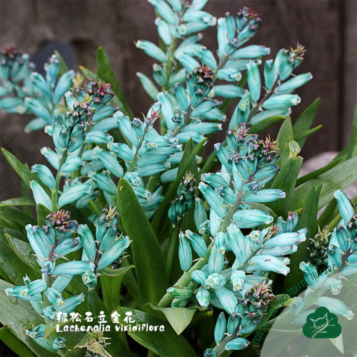 Lachenalia Viridiflora Bulbs, Pack of 2 Bulbs