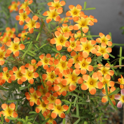 Oxalis Yael Bulb, Pack of One Bulb