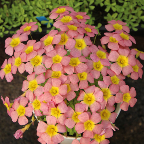 Oxalis Obtusa Series Bulb - 'Summer Song', Pack of 5 Bulbs