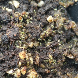 Fresh Drosera Seeds Mix – Different Varieties Including Drosera floribunda, Drosera dielsiana, Drosera cuneifolia, and More, High Germination, 2025 Harvest