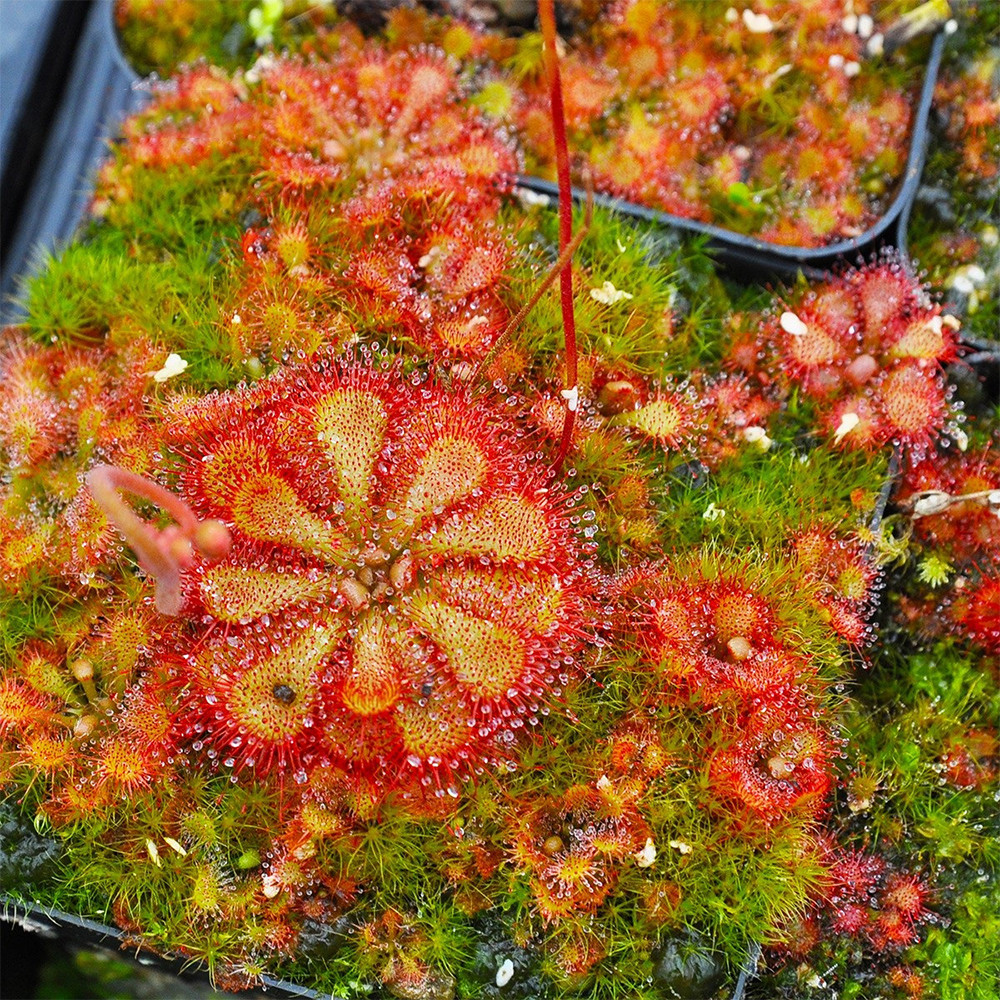Fresh Drosera Seeds Mix – Different Varieties Including Drosera floribunda, Drosera dielsiana, Drosera cuneifolia, and More, High Germination, 2025 Harvest