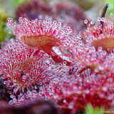 Fresh Drosera Seeds Mix – Different Varieties Including Drosera floribunda, Drosera dielsiana, Drosera cuneifolia, and More, High Germination, 2025 Harvest